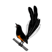 Burung murai batu juara